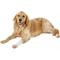 Show in main carousel: PawFlex Protective Sleeve Disposable Dog Bandage Cover, 3 count, X-Large slide 10 of 13