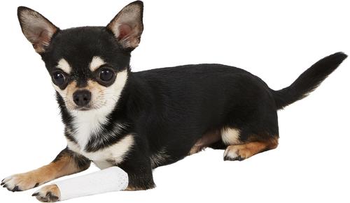 Show full view: PawFlex Protective Sleeve Disposable Dog Bandage Cover, 3 count, XX-Small slide 10 of 13