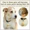 Show in main carousel: PawFurEver Circle Personalized Dog ID Tag, Gold, Darknight slide 3 of 10