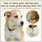 Show in main carousel: PawFurEver Circle Personalized Dog ID Tag, Silver, Wildflower slide 3 of 10