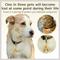 Show in main carousel: PawFurEver Diamond Personalized Dog ID Tag, Gold, Arizona slide 3 of 10