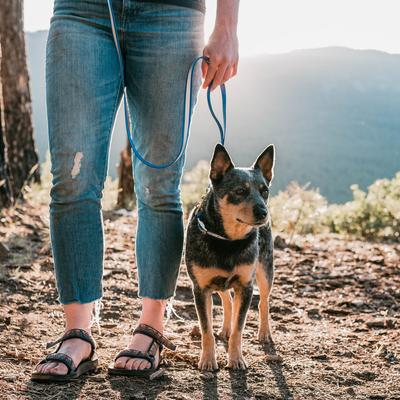 Show full view: PawFurEver Reflective & Waterproof Dog Leash, Pink, 5.75-ft slide 7 of 9