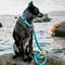 Show in main carousel: PawFurEver Waterproof Dog & Cat Airtag Collar Holder, 2 count slide 6 of 8