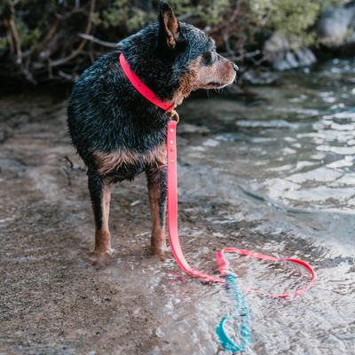 Show full view: PawFurEver Waterproof Dog Leash, Red & Blue, 4.25-ft slide 5 of 10