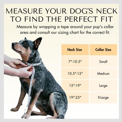 Show full view: PawFurEver's Waterproof & Odorless Dog Collar, Blue & Orange, Medium slide 6 of 12