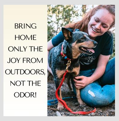 Show full view: PawFurEver's Waterproof & Odorless Dog Collar, Blue & Orange, Small slide 3 of 11