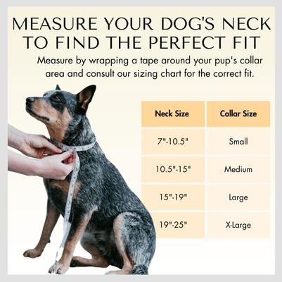 Show full view: PawFurEver's Waterproof & Odorless Dog Collar, Blue & Orange, Small slide 5 of 11