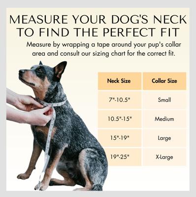 Show full view: PawFurEver's Waterproof & Odorless Dog Collar, Blue, Small slide 5 of 11