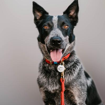 Show full view: PawFurEver's Waterproof & Odorless Dog Collar, Pink, Large slide 6 of 11