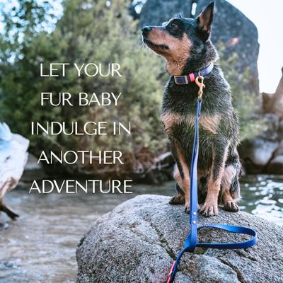 Show full view: PawFurEver's Waterproof & Odorless Dog Collar, Purple & Pink, Large slide 7 of 11