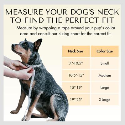 Show full view: PawFurEver's Waterproof & Odorless Dog Collar, Red & Blue, Small slide 5 of 11