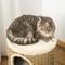 Show in main carousel: PawHut 28-in 3 Story Sisal Cat Tree, Brown slide 8 of 9