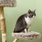 Show in main carousel: PawHut 35-in Wooden Cat Tree, Brown slide 8 of 10