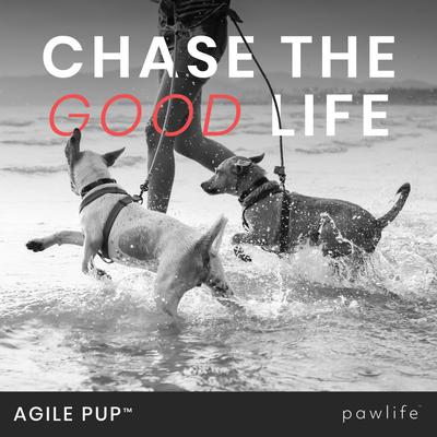 Show full view: Pawlife Agile Pup Canine Mobility Complex Chicken Flavor Soft Chews Dog Supplement, 120 count slide 4 of 7