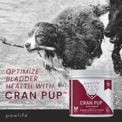 Show full view: Pawlife Cran Pup Advanced Urinary Tract Support Chicken Flavor Soft Chews Dog Supplement, 120 count slide 5 of 7