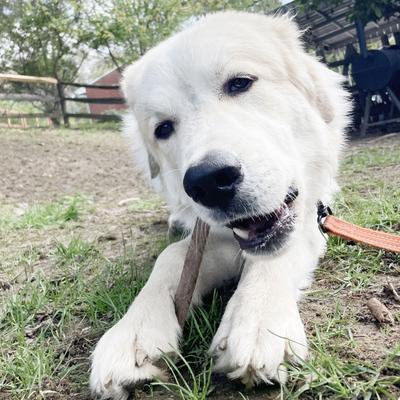 Show full view: PawLove 6-in Gullies Dog Treat, 12 count slide 7 of 8