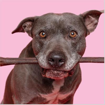 Show full view: PawLove 6-in Peanut Butter I Can't Believe It's Not Bully Sticks Dog treat, 8 count slide 6 of 6