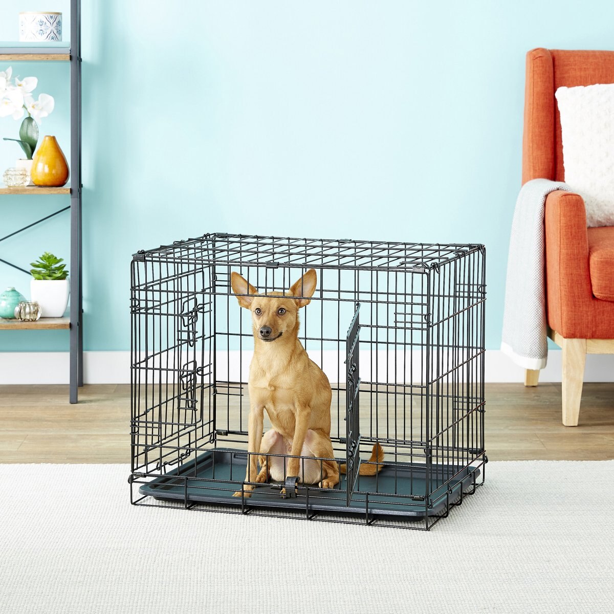 Paws & Pals Single Door Collapsible Wire Dog Crate