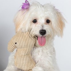 Paws & Pals Seahorse Plush Dog Toy slide 2 of 4