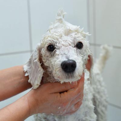 Show full view: Pawstruck Pearlbrite Dog & Cat Shampoo, 12-oz bottle slide 4 of 5