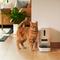 Show in main carousel: Pawsync 3.6 Liter Stainless Steel Bowl Automatic Dog & Cat Smart Feeder, White, Medium slide 2 of 10
