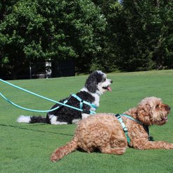Pawtitas 2 Dog Reflective Rope Dog Leash, Black, Small slide 2 of 7