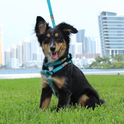 Pawtitas Custom Personalized Recycled Basic Dog Harness, Purple, Large: 24 to 33-in chest slide 2 of 3