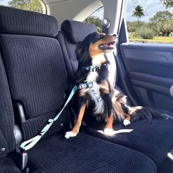 Pawtitas Dog Seat Belt, Pink, Large slide 2 of 8