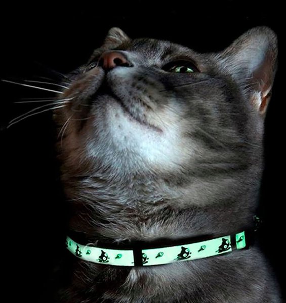 Pawtitas Glow in the Dark Nylon Breakaway Cat Collar with Bell