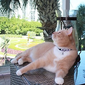 Pawtitas Glow in the Dark Nylon Breakaway Cat Collar with Bell, Teal, 7 to 11-in neck, 3/8-in wide