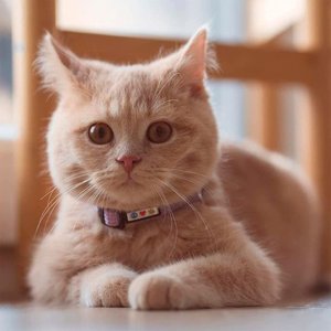 Pawtitas Nylon Reflective Breakaway Cat Collar with Bell, Pink, 7 to 11-in neck, 3/8-in wide