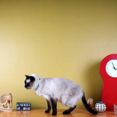 Show full view: Pawtitas Nylon Reflective Breakaway Cat Collar with Bell, Red, 7 to 11-in neck, 3/8-in wide slide 8 of 10