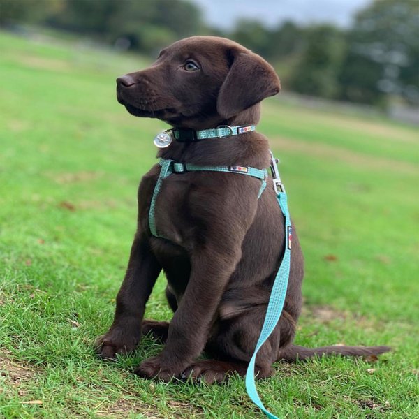 Pawtitas Nylon Reflective Step In Back Clip Dog Harness