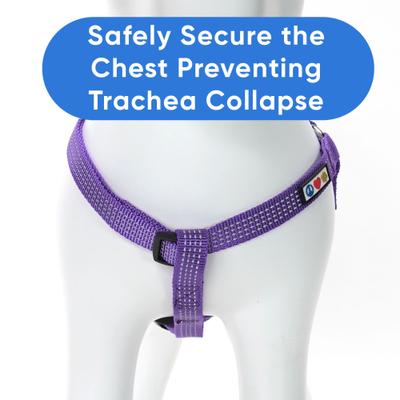 Show full view: Pawtitas Nylon Reflective Step In Back Clip Dog Harness, Purple, Small: 15 to 22-in chest slide 5 of 11