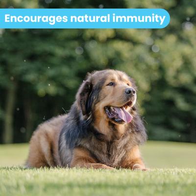 Show full view: Pawtitas Organic Hypoallergenic Itch Soother Dog Moisturizer, 2-fl oz bottle slide 7 of 10