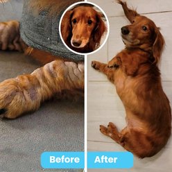 Pawtitas Organic Hypoallergenic Itch Soother Dog Moisturizer, 8-fl oz bottle slide 2 of 9