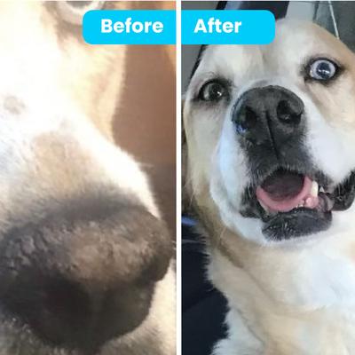 Show full view: Pawtitas Organic Nose Dog Balm Moisturizer, 0.15-fl oz tube slide 2 of 10