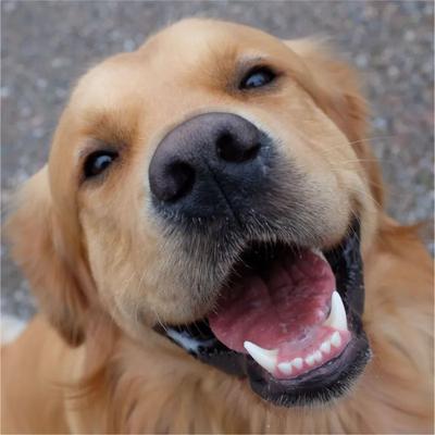 Show full view: Pawtitas Organic Nose Dog Balm Moisturizer, 0.15-fl oz tube slide 9 of 10