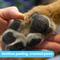 Show in main carousel: Pawtitas Organic Paw Dog Balm Moisturizer, 0.15-fl oz tube slide 7 of 10