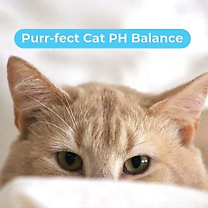 Pawtitas Organic Sheabutter & Oatmeal Cat Shampoo & Conditioner, 16-fl oz bottle