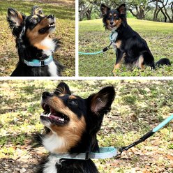 Pawtitas Reflective Martingale Dog Collar, Orange, Small: 11 to 16-in neck, 5/8-in wide slide 2 of 9