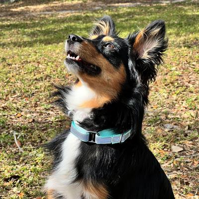 Show full view: Pawtitas Reflective Martingale Dog Collar, Orange, Small slide 9 of 11