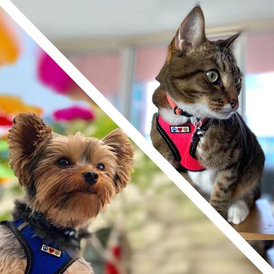 Show full view: Pawtitas Reflective Mesh Dog Harness, Grey, X-Large slide 3 of 11