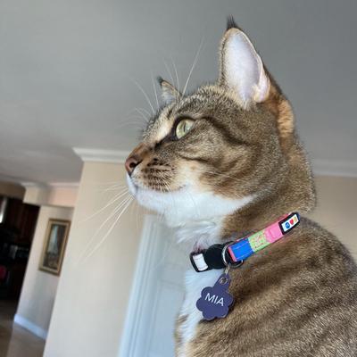 Show full view: Pawtitas Reflective Traffic Cat Collar, Multicolor, Standard slide 2 of 9