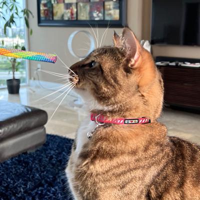 Show full view: Pawtitas Reflective Traffic Cat Collar, Purple, Standard slide 8 of 9