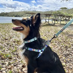 Pawtitas Reflective Traffic Dog Collar, Grey, Small slide 2 of 7