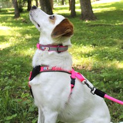 Pawtitas Soft Adjustable Reflective Padded Dog Collar, Teal, Small: 11 to 15-in neck, 5/8-in wide slide 2 of 9