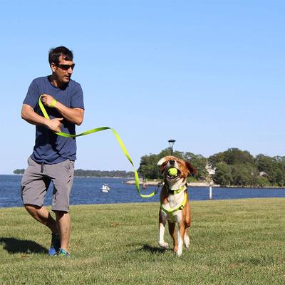 Show full view: Pawtitas Solid Dog & Cat Harness, Teal, Large slide 3 of 10