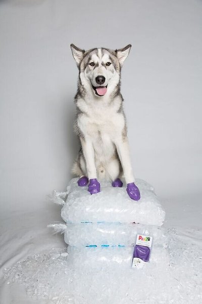 Show full view: Pawz Waterproof Dog Boots, 12 count, Purple, Large slide 7 of 12