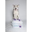 Show in main carousel: Pawz Waterproof Dog Boots, 12 count, Purple, Large slide 7 of 12